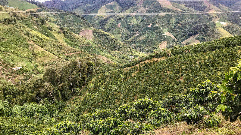 Ricardo Silva, Colombia - Espresso